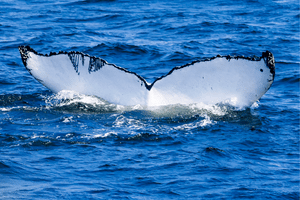 Juneau Tours LLC